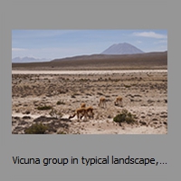 Vicuna group in typical landscape, Misti behind